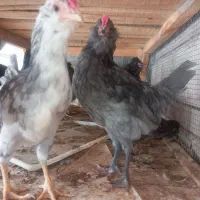 فروش نیمچه خروس طوسی