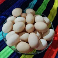 فروش تخم مرغ محلی نطفه دار تازه و ارگانیک