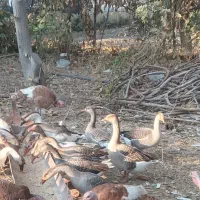 25عدد بوقلمون محلی  و 18عدد قاز قو|حیوانات مزرعه|مریوان, |دیوار