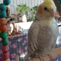 پرنده عروس