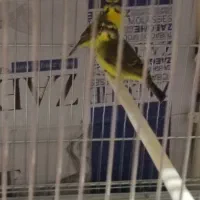 سهره قناری تعداد بالا|پرنده|رشت, دیانتی|دیوار