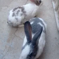 فروش یه جفت خرگوش خارجی|موش و خرگوش|بانه, |دیوار