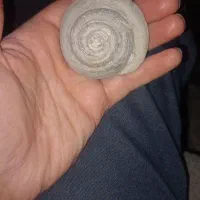 فسیل حلزون سی میلیون ساله