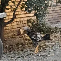 خروس لاری|حیوانات مزرعه|گنبد کاووس, |دیوار