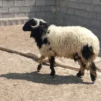 کوسفند