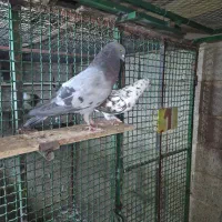 کبوتر پرشی|پرنده|سیرجان, |دیوار
