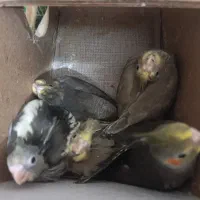 عروس هلندی سینامون و اهویی