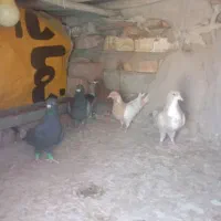 کبوتر|پرنده|پارود, |دیوار