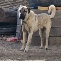 واگذاری  جفت توله سرابی  نر