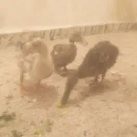 اردک|حیوانات مزرعه|اهواز, حصیرآباد|دیوار