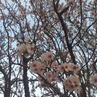فروش باغ ثمری۱۰۰۰ متری در منطقه ییلاقی قرچمن