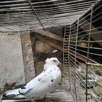 تهرونی  بالا رو، سار دم سفید کاکلی، قعره، کله جوزی|پرنده|مشهد, رضاییه|دیوار