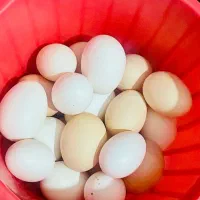 تخم مرغ محلی