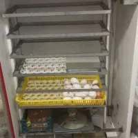 تخم شراکتی دستگاه جوجه کشی|حیوانات مزرعه|سرخنکلاته, |دیوار