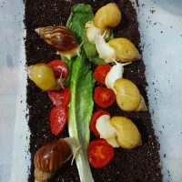 فروش ویژه حلزون