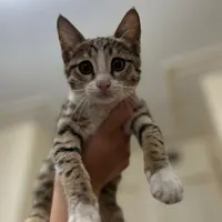 واگذاری توله گربه دوماهه
