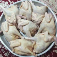 اردک و غاز محلی مرغ و خروس کبابی|حیوانات مزرعه|رشت, پل تالشان|دیوار