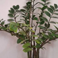 گل زامفولیا