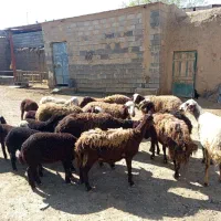 ۱۰عدد میش بره