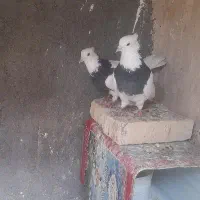 کفتر کبوتر طوقی سرخ سیاه فروشی معاوضه