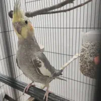 عروس هلندی سینامون نر شاه تخم اهلی