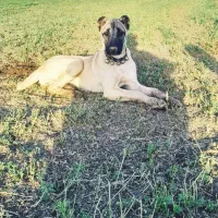 کچوک ماده اصیل