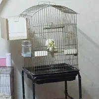 جفتی عروس هلندی مولد