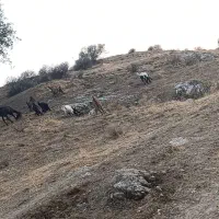 حیوانات مزرعه ایی