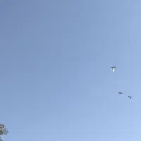 کبوتر پلاکی