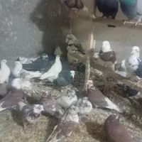 کفتر دنجور فروشی|پرنده|سیرجان, |دیوار