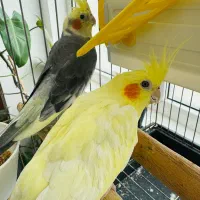 عروس هلندی جفت