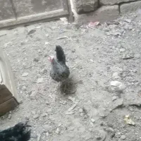 مرغ و خروس مینیاتور|حیوانات مزرعه|مهریز, |دیوار