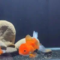 گلدفیش وارداتی