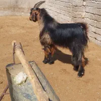 کهره‌شاخ‌جفت‌‌‌وتخمی