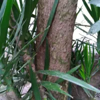 گل یوکا|گل و گیاه طبیعی|لیسار, |دیوار