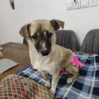 سگ پیدا شده اشپیتز|حیوانات|کرمانشاه, |دیوار