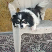 پا کوتاه فوقولاده زیبا و جوان تربیت شده|سگ|ساری, |دیوار