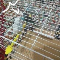 مرغ عشق|پرنده|سلامی, |دیوار