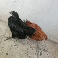 دو عدد مرغ کردی