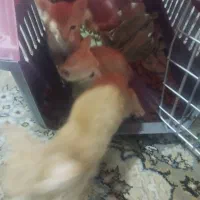 گربه به خانم