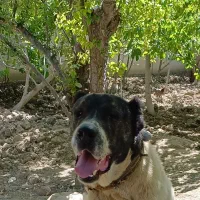 سگ افغان بهترین نسل ۶ انگشتی نر ۱۴ ماهه