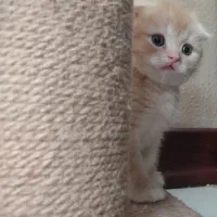 اسکاتیش گلد چشم سبز|گربه|تهران, هفت حوض|دیوار