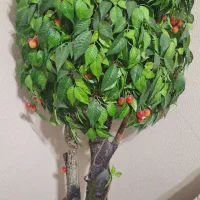 درختچه گیلاس