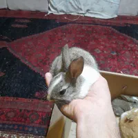 خرگوش|موش و خرگوش|مریوان, |دیوار