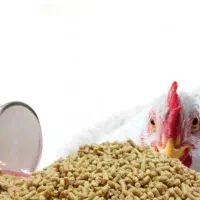 دان آماده مرغ گوشتی