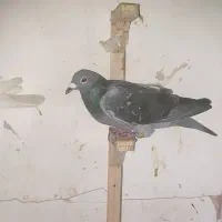 حیون گرفتنی امروز شب از هر عزیزی هستش دنبال نگرده