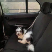 گمشده|حیوانات|شیراز, تندگویان|دیوار