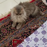 گربه نژاد دار اصیل بریتیش لانگ‌هیر زیبا