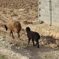 میش شکم دوم با بره ماده ۲۰ کیلویی