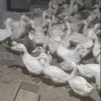اردک بالغ
